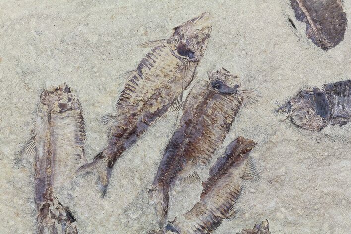 Fossil Fish (Gosiutichthys) Mortality Plate - Lake Gosiute #68423